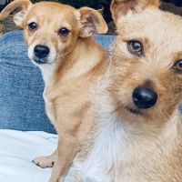 Hondenoppas werk Enschede: baasje van Saar & Ollie 