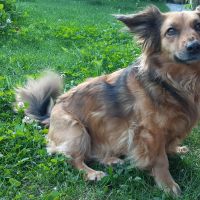 Hondenoppas werk Egchel: baasje van Zohra 