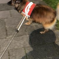 Hondenoppas werk Delft: baasje van Lola