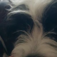 Hondenoppas werk Hellevoetsluis: baasje van Binkey