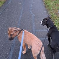 Hondenoppas Spijkenisse: Sandy