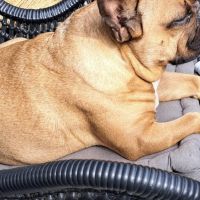 Hondenoppas werk Emmen (Drenthe): baasje van Toos