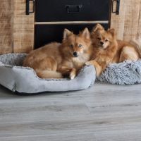 Hondenoppas werk Sliedrecht: baasje van Zoëy en Myla 