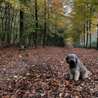 Hondenoppas werk Doesburg: baasje van Jip