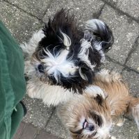 Hondenoppas werk Nuenen: baasje van Nicky en Bartje