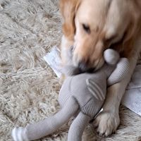 Hondenoppas Groningen: Stephanie 