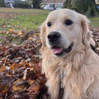 Hondenoppas werk Hoevelaken: baasje van Louie