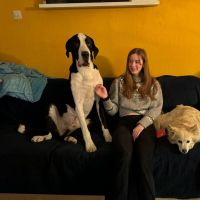 Hondenuitlaatservice Wassenaar: Britt
