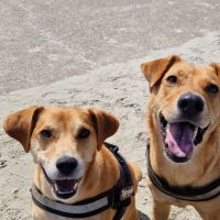 Hondenoppas adres Dieden: Tommie en Saar