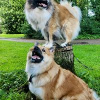 Hondenoppas werk Eijsden: baasje van Somi en Loa