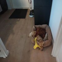 Hondenoppas werk Meeden: baasje van Lucas en Timmy