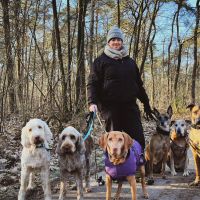 Hondenopvang Rijen: Cyrille