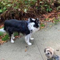 Hondenoppas werk Sliedrecht: baasje van Jake en Mollie