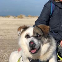 Hondenoppas werk 's-Gravenhage: baasje van Tino