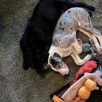 Hondenoppas werk Barendrecht: baasje van Hero en Puk