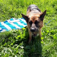 Hondenoppas werk Amsterdam: baasje van Chacco