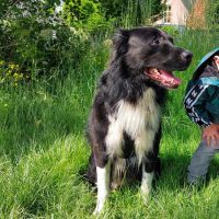 Hondenoppas werk Spijkenisse: baasje van Max