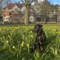 Hondenoppas werk Haarlem: baasje van Charlie