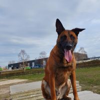 Hondenoppas werk Alphen aan den Rijn: baasje van Maylo 
