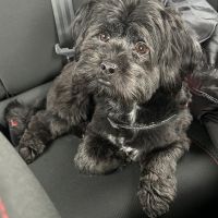 Hondenoppas werk Nijmegen: baasje van Pepper