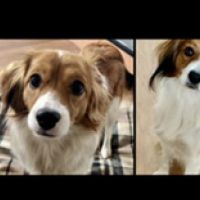 Hondenoppas werk Bussum: baasje van Daisy en Laila 