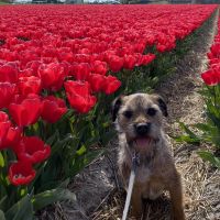 Hondenoppas werk Alkmaar: baasje van Kees