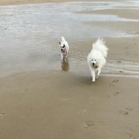 Hondenoppas werk Den Helder: baasje van Toshi en Flocky 
