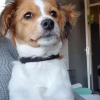Hondenoppas werk Strijen: baasje van Evy