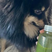 Hondenoppas werk Bussum: baasje van Bobby