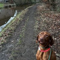Hondenoppas werk Enschede: baasje van Moos