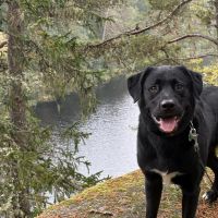 Hondenoppas werk Nijmegen: baasje van Baloe