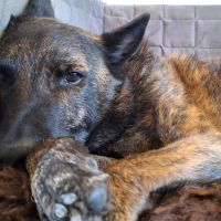 Hondenoppas werk Beek en Donk: baasje van Tammo