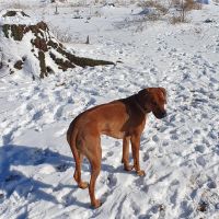 Hondenoppas werk Hilversum: baasje van Montana 