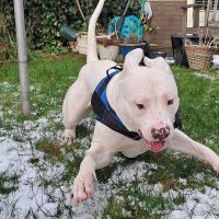 Hondenoppas werk Tiel: baasje van Ice