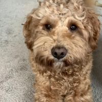 Hondenoppas werk Amsterdam: baasje van Louie