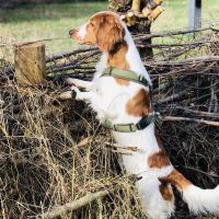 Hondenoppas werk Vlaardingen: baasje van Charlie