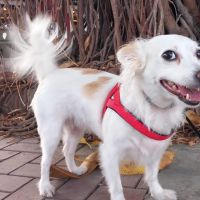 Hondenoppas werk Hengelo (Overijssel): baasje van Crazy