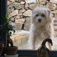 Hondenoppas werk Amsterdam: baasje van Teuntje