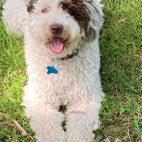 Hondenoppas werk Leidschendam: baasje van Speedy