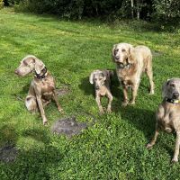 Hondenoppas werk Eerste Exloërmond: baasje van Kelsey, Khloé, Kim, Miss Red