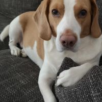 Hondenoppas werk Spijkenisse: baasje van Spyke