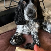 Hondenoppas werk Neede: baasje van WIllem 