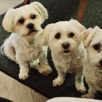 Hondenoppas werk Veghel: baasje van Dolly, Lizzy, Cathy