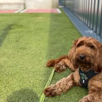 Hondenoppas werk Amsterdam: baasje van Lizzy