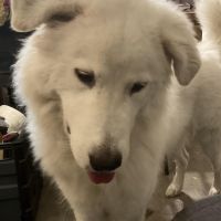 Hondenoppas werk Eindhoven: baasje van Koda