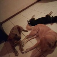 Hondenoppas werk Drunen: baasje van Bas, Truusje,  Dientje & Sami