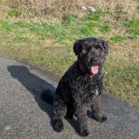 Hondenoppas werk Hengelo (Overijssel): baasje van Mauro