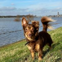Hondenoppas werk Groningen: baasje van Rupert