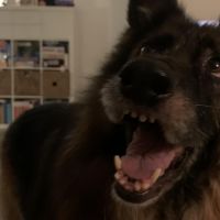 Hondenoppas werk Boxtel: baasje van Thara