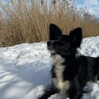 Hondenoppas werk Houten: baasje van Gini